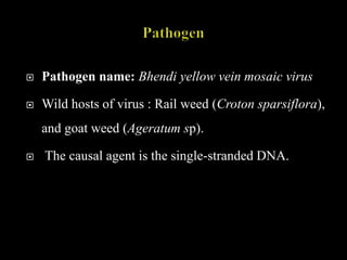  Pathogen name: Bhendi yellow vein mosaic virus
 Wild hosts of virus : Rail weed (Croton sparsiflora),
and goat weed (Ageratum sp).
 The causal agent is the single-stranded DNA.
 