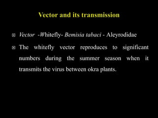  Vector -Whitefly- Bemisia tabaci - Aleyrodidae
 The whitefly vector reproduces to significant
numbers during the summer season when it
transmits the virus between okra plants.
 