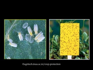 ©agritech.tnau.ac.in/crop-protection
 