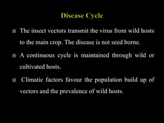  The insect vectors transmit the virus from wild hosts
to the main crop. The disease is not seed borne.
 A continuous cycle is maintained through wild or
cultivated hosts.
 Climatic factors favour the population build up of
vectors and the prevalence of wild hosts.
 