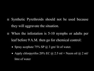  Synthetic Pyrethroids should not be used because
they will aggravate the situation.
 When the infestation is 5-10 nymphs or adults per
leaf before 9 A.M. then go for chemical control:
 Spray acephate 75% SP @ 3 gm/ lit of water.
 Apply chlorpyrifos 20% EC @ 2.5 ml + Neem oil @ 2 ml/
litre of water
 