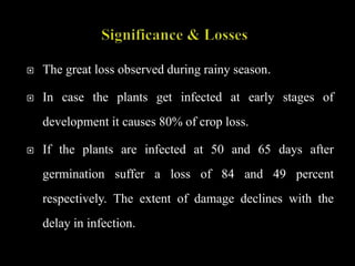  The great loss observed during rainy season.
 In case the plants get infected at early stages of
development it causes 80% of crop loss.
 If the plants are infected at 50 and 65 days after
germination suffer a loss of 84 and 49 percent
respectively. The extent of damage declines with the
delay in infection.
 