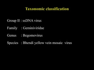Group II : ssDNA virus
Family : Geminiviridae
Genus : Begomovirus
Species : Bhendi yellow vein mosaic virus
 