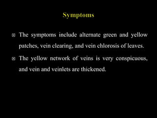  The symptoms include alternate green and yellow
patches, vein clearing, and vein chlorosis of leaves.
 The yellow network of veins is very conspicuous,
and vein and veinlets are thickened.
 