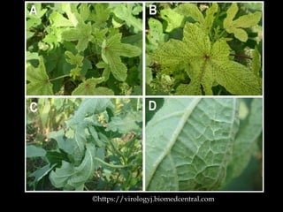 ©https://virologyj.biomedcentral.com
 