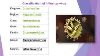 Kingdom: Orthornavirae
Phylum: Negarnaviricota
Class: Insthoviricetes
Order: Articulavirales
Family: Orthomyxoviridae
Genus: Alphainfluenzavirus
Species: Influenza A virus
Classification of influenza virus
 