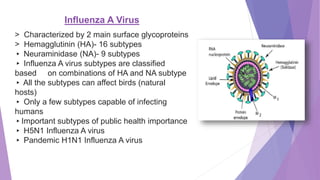 Influenza A Virus
> Characterized by 2 main surface glycoproteins
> Hemagglutinin (HA)- 16 subtypes
▸ Neuraminidase (NA)- 9 subtypes
▸ Influenza A virus subtypes are classified
based on combinations of HA and NA subtype
▸ All the subtypes can affect birds (natural
hosts)
▸ Only a few subtypes capable of infecting
humans
▸Important subtypes of public health importance
▸ H5N1 Influenza A virus
▸ Pandemic H1N1 Influenza A virus
 
