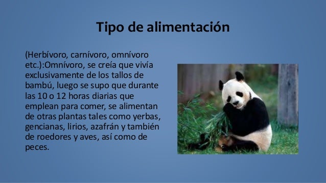 El Oso Es Carnivoro O Herviboro