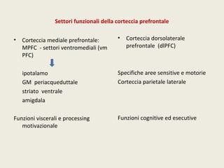 Settori funzionali della corteccia prefrontale 
• Corteccia mediale prefrontale: 
MPFC - settori ventromediali (vm 
PFC) 
ipotalamo 
GM periacqueduttale 
striato ventrale 
amigdala 
Funzioni viscerali e processing 
motivazionale 
• Corteccia dorsolaterale 
prefrontale (dlPFC) 
Specifiche aree sensitive e motorie 
Corteccia parietale laterale 
Funzioni cognitive ed esecutive 
 