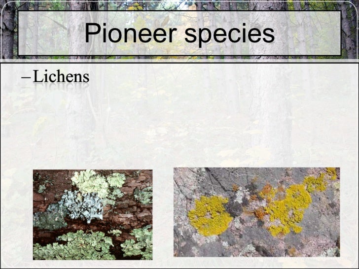 Ecological Successions