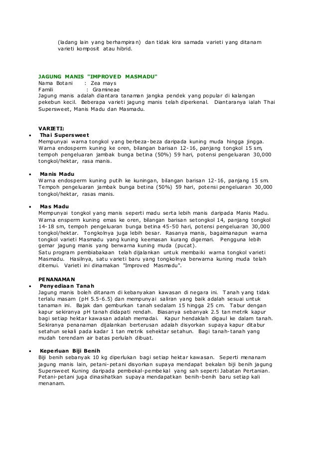 Panduan menanam jagung