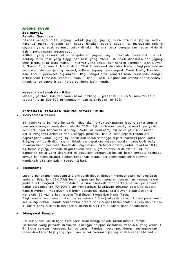 Panduan menanam jagung