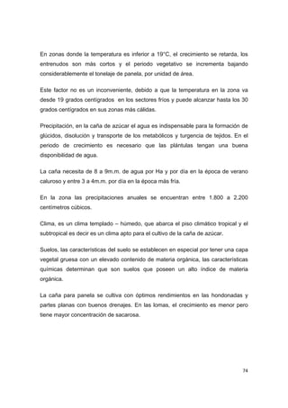   74
En zonas donde la temperatura es inferior a 19°C, el crecimiento se retarda, los
entrenudos son más cortos y el periodo vegetativo se incrementa bajando
considerablemente el tonelaje de panela, por unidad de área.
Este factor no es un inconveniente, debido a que la temperatura en la zona va
desde 19 grados centígrados en los sectores fríos y puede alcanzar hasta los 30
grados centígrados en sus zonas más cálidas.
Precipitación, en la caña de azúcar el agua es indispensable para la formación de
glúcidos, disolución y transporte de los metabólicos y turgencia de tejidos. En el
periodo de crecimiento es necesario que las plántulas tengan una buena
disponibilidad de agua.
La caña necesita de 8 a 9m.m. de agua por Ha y por día en la época de verano
caluroso y entre 3 a 4m.m. por día en la época más fría.
En la zona las precipitaciones anuales se encuentran entre 1.800 a 2.200
centímetros cúbicos.
Clima, es un clima templado – húmedo, que abarca el piso climático tropical y el
subtropical es decir es un clima apto para el cultivo de la caña de azúcar.
Suelos, las características del suelo se establecen en especial por tener una capa
vegetal gruesa con un elevado contenido de materia orgánica, las características
químicas determinan que son suelos que poseen un alto índice de materia
orgánica.
La caña para panela se cultiva con óptimos rendimientos en las hondonadas y
partes planas con buenos drenajes. En las lomas, el crecimiento es menor pero
tiene mayor concentración de sacarosa.
 