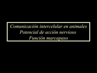 Comunicación intercelular en animales Potencial de acción nervioso  Función marcapaso 