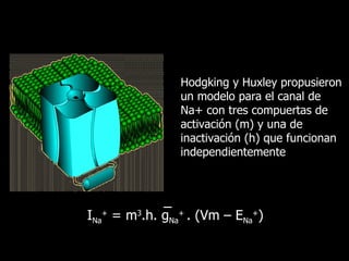 Hodgking y Huxley propusieron un modelo para el canal de Na+ con tres compuertas de activación (m) y una de inactivación (h) que funcionan independientemente I Na +  = m 3 .h. g Na +  . (Vm – E Na + ) 