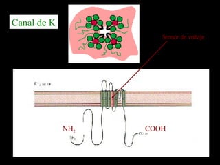 Canal de K NH 2 COOH Sensor de voltaje 