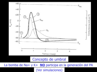 Concepto de umbral La bomba de Na+ y K+  NO  participa en la generación del PA (Ver simulaciones) 