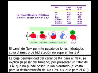 El canal de Na+ permite pasaje de iones hidratados cuyo diámetro de hidratación no superen los 5 A ° La baja permisividad del canal de K+ para el Na+, se explica (a pesar del tamaño) por presentar un filtro de 3 A, que no puede pasar un ion hidratado (el costo para la deshidratación del Na+ es  >>  que para el K+). ° 