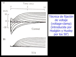 Técnica de fijación de voltaje (voltage-clamp) (introducida por Hodgkin y Huxley por los 50’) 