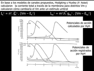 En base a los modelos de canales propuestos, Hodgking y Huxley  (P. Nobel)  calcularon  la corriente total a través de la membrana para distintos Vm y calcularon cómo cambiaría el Vm ante un estímulo umbral Potenciales de acción calculados por HyH Potenciales de acción registrados por HyH I Na +  = m 3 .h. g Na +  . (Vm – E Na + ) I K +  = n 4 . g K +  . (Vm – E K + ) 