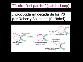 Técnica “del parche” (patch clamp) Introducida en década de los 70 por Neher y Sakmann (P. Nobel) 