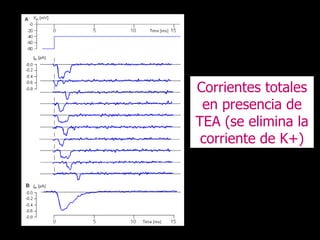 Corrientes totales en presencia de TEA (se elimina la corriente de K+) 