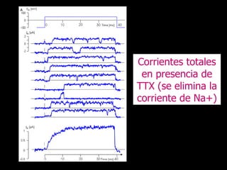 Corrientes totales en presencia de TTX (se elimina la corriente de Na+) 