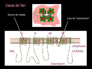 P Sensor de voltaje I  II  III  IV COOOH NH 2 citoplasma Lazo de “inactivación” Canal de Na + Subunidad   