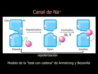 Canal de Na +  t, V Modelo de la “bola con cadena” de Armstrong y Bezanilla repolarización 