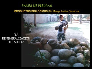 PANES DE PIEDRAS
PRODUCTOS BIOLÓGICOS Sin Manipulación Genética
“LA
REMINERALIZACION
DEL SUELO”
 