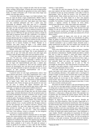 hora de fazer a lagoa. Faça a calagem de toda a base da nova lagoa.
Então, verifique o pH da lagoa. A maioria das coisas na lagoa gostam
da calagem. É bem diferente da agricultura em terra, nesse respeito.
Então, vá sempre verificando o pH. É bom nesse clima irrigar suas
plantas com uma água calcária.
A estrutura ideal para uma lagoa é um fundo inclinado. Você
deve ser capaz de drenar a lagoa completamente. Melhor ainda se
você for capaz de drená-la para dentro de uma outra lagoa, e usá-la
em um ciclo produtivo como terra. Após alguns anos como lagoa,
essa área sustentará plantações por três a quatro anos sem
necessidade de adubação. Uma razão para isso é a habilidade
fantástica da lama e sua superfície de fixar nutrientes que passam
pela água. Um dos elementos nesses nutrientes são os diatomáceas,
que você não pode ver. O outro são os moluscos bivalves de água
fresca. Eles bombeiam nitrogênio e fósforo para dentro da lama. Eles
filtram cerca de 1000 litros de água por dia por molusco, tirando da
água todas as pequenas formas de vida e partículas, e as expelem e
enterram. Eles vivem ali na superfície da lama, apenas com uma
pequena abertura para fora. E injetam esses nutrientes para dentro do
assoalho de lama da lagoa. Eles reduzem o fósforo em todo o sistema.
De todas as outras plantas, animais, sementes, qualquer coisa, esses
moluscos são os maiores fixadores de fósforo. Portanto eu os
considero uma parte valiosa da lagoa, a ser colhida apenas
modestamente para dar às galinhas, onde as conchas atuam na moela
auxiliando a trituração de alimentos.
Quando você drena a lagoa para o ciclo seco, desloque a
maioria dos animais para outra lagoa. Não vá para plantações em
terra a não ser que você tenha pelo menos uma outra lagoa para
transferir a água da lagoa antiga, junto com suas espécies críticas.
É bom, para lagoas cultivadas intensivamente, passar por um
ciclo seco. No ciclo seco, comece com espécies vegetais de alta
produção no primeiro ano, e vá diminuindo e termine com uma
produção modesta. Daí, compacte e encha d’água de novo. Uma vez
que sua lagoa está impermeabilizada pelo gley, o próprio gley
penetra na terra e se perpetua ali. Você tem que começar aquele
processo de fermentação, mas você não tem que continuá-lo. Se eu
tivesse uma lagoa delicada no topo de uma duna de areia, eu nunca
brincaria ali após conseguir impermeabilizar com o gley.
Simplesmente use seu bom senso.
É possível entrar em uma lagoa perfeitamente estável, furar
alguns buracos para postes, e sua lagoa simplesmente vaza e some.
Basta furar o gley em um número suficiente de lugares e a uma
profundidade suficiente, e toda a água drena. Lagoas geralmente
param de vazar um dia. As que mais comumente se impermeabilizam
são as lagoas rasas, feitas com um material de enchimento
relativamente solto. Porém, há lagoas que não pararão de vazar nem
em mil anos. A maioria das lagoas funcionais que nós
estabeleceríamos aqui nesse lugar estariam aqui muitos, muitos anos
mais tarde, e as lagoas em nossos morros também estariam ali.
Moluscos bivalves não agridem plantas, e camarões e pitus
também não. Nós temos pitus de água doce que são ótimos porque
comem algas, incluindo diatomáceas. Eles são um primeiro passo na
conversão de diatomáceas em peixe. Conforme você vai para a zona
sub-tropical, esses pitus são grandes o suficiente para virarem
comida de gente. Os pequenos artrópodes dos quais estamos falando,
os phreatoicídeos, são inofensivos às plantas. Eles comem matéria
vegetal em decomposição, e mantêm os caules limpos. Eles não
atacam as plantas vivas, e os pitus também não. Há alguns moluscos
que nós não queremos ali: os moluscos univalves, caracóis, esses
comem as plantas. Por outro lado, alguns são grandes o suficiente
para servirem de comida. Se você quer entrar para o ramo de
produção de caramujos – Deus me livre! – então você trabalharia
com esses. Caso contrário, exclua os caramujos. Se eles atingirem
você, o ciclo seco e os patos acabarão com eles.
Não deixe as crianças trazerem caramujos para as suas lagoas,
porque eles comem plantas verdes, e podem arrasar com uma lagoa.
Lagostins e pitus geralmente não competem com peixes e não os
prejudicam de nenhuma forma. Tente obter lagostins que não tenham
o hábito de se enterrarem. Nós temos um chamado “yabbie”. Ele faz
longos túneis, podendo ir até 8 metros. Ele pode até começar o
buraco na parede de sua represa e ir até o lado de fora! Surpresa,
surpresa! Ele sai com grande velocidade. Mas nós temos outras
espécies, e vocês também.
Uma delas faz uma toca pequena. De fato, o melhor habitat
para essas espécies são latas vazias de cerveja. Então, nós jogamos
um punhado de latas de cerveja amarradas a uma rolha ou bola de
pigue-pongue. Puxe 20 latas de cerveja e tire 20 lagostins de
tamanho grande. Então, afunde suas latas de novo. Este é um modo
lento de se fazer. Um modo rápido de se fazer uma pequena
armadilha é com uma rampa: eles sobem a rampa e pulam dentro da
armadilha. Na Austrália, a criação de lagostins está se tornando bem
comum, e algumas centenas de hectares de terras planas,
anteriormente improdutivas, estão sendo usadas para aquacultura.
O lagostim é um recurso fantástico para produção em
aquacultura. Eles são criados em Chicago. Vocês deviam tê-los aqui
também. Eu não sei se alguém os cria aqui. Já está tudo calculado,
um biólogo escocês concluiu que 30 lagoas de 1000 m2
em cultura
marinha manteriam uma família, provendo uma renda de 20 a 30 mil
dólares anuais.3
Lagostins gostam de lagoas com cerca de um metro de
profundidade, e eles gostam de pilhas de emaranhados de galhos.
Pilhas de galhos na água servem de abrigo contra predadores. O
modo tradicional que os havaianos e japoneses fertilizam suas lagoas
é fazendo exatamente o que os castores fazem, deixando cascas e
galhos apodrecerem na água. Você não espalha esses materiais por
sua lagoa, simplesmente ponha na margem onde você não está
cultivando.
Outra coisa realmente boa para se fazer em lagoas é espalhar
fardos de feno ao redor das margens, tanto para selar a lagoa como
para alimentar as diatomáceas. Espalhe metade para dentro e metade
para fora ao redor da margem, e chute para dentro d’água se
apodrecer. Diatomáceas gostam de feno. Muitas vezes você pode
alimentar pequenos peixes apenas com uma bacia de feno e água, e
gotejando a água para fora da bacia e dando aos peixes. O que você
está realmente dando aos peixes são pequenos flagelados e
diatomáceas. Eles estão passeando por aí, pelo ar. Não há
necessidade de introduzí-los. Eles estão presentes em qualquer água.
Só espalhe o feno pelas margens, e chute um pouco para dentro da
lagoa. Os patos adicionarão esterco ao feno.
Você pode calcular uns oito patos para cada 1000 m2
. Mas
quanto mais patos você colocar, mais esterco você obtém. Patos te
dão uma produção adicional, e eles ajudam muito a reciclagem de
energia na lagoa. É possível fazer provisões para os patos em algum
lugar naquele ciclo de alimentos. Arroz selvagem é bom nesta
situação porque ele sai da água na fase vegetativa, e cresce bem
acima do pato. Você colhe o que você quer. O arroz cai num período
de três semanas. Você colhe durante uns quatro a cinco dias, e o resto
cai. É uma excelente comida para patos.
Nós temos um monte de rapozas e cães que perseguem os patos.
Se você não tiver uma lagoa grande o suficiente para uma ilha, faça
um abrigo para os patos bem na beira da lagoa, com entrada e saída
somente por um corredor cercado e coberto com tela dando direto na
água. Os patos saem do abrigo para dentro da água, e nadam e se
alimentam, e voltam para o abrigo para dormir. Eles aprendem isso
no primeiro dia. Eles também não querem rapozas. Porém, ilhas são
excelentes. Mas se o seu local for mortal para patos, talvez seja
melhor desistir de tê-los.
Margens de lagoas são boas áreas para mirtilos. Hortelãs são
invasivas, mas muito produtivas. Outro uso para a lagoa pode ser a
produção de hortelãs, particularmente hortelã preta. Você não precisa
de muitos hectares dela. Cerca de um hectare pode render uns 70.000
dólares ao ano. Você destila a hortelã para obter mentol. É bom
produzir hortelã se você criar vacas leiteiras, pois a água da lavagem
do galpão propicia alta produção de hortelã. Então, você pode tentar
um brejo de hortelã para aquela hortelã preta e fazer destilações a
vapor simples. Hortelã é uma planta de crescimento tão forte que
rapidamente causa a exaustão até de lagoas. Ela pode se tornar bem
lenhosa após alguns anos. Em climas frios, ela tem um período de
descanso, e você pode re-estercar. Você pode pô-la em interfaces,
mas devido ao fato de ser invasiva lateralmente, eu plantaria alguns
3
Valores de 1981.
 
