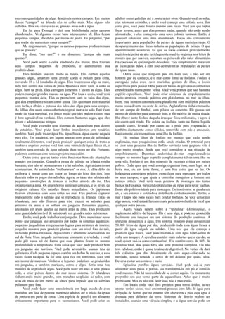 enormes quantidades de algas desejáveis nesses campos. Em muitos
desses “campos” na Irlanda não se colhe mais. Mas alguns são
colhidos. Eles são visíveis do ar, grandes áreas sob a água.
Eu fui para Donegal e dei uma bisbilhotada pelos campos
abandonados. Vi algumas coisas bem interessantes ali. Eles fazem
pequenos campos, divididos por muros de pedra. Eu perguntei, “por
que vocês não aumentam esses campos?”
Me responderam, “porque os campos pequenos produzem mais
que os grandes”.
Eu disse, “por que?” e me disseram: “porque são mais
quentes”.
Você pode sentir o calor irradiando dos muros. Eles fizeram
seus campos pequenos de propósito, e aumentaram sua
produtividade.
Eles também usavam muito as marés. Eles cortam aquelas
grandes algas, amarram uma grande corda e puxam para cima,
movendo 10 a 12 toneladas de algas. Eles trazem essa alga na maré,
bem para dentro dos canais da praia. Quando a maré vaza, lá estão as
algas, bem na praia. Eles carregam jumentos e levam as algas. Eles
podem manejar grandes massas na água. Por toda a costa, você verá
pequenos montes ôcos. Eles os preenchem com os talos das algas,
que eles empilham e secam como lenha. Eles queimam esse material
com turfa, e obtém a potassa dos talos das algas para seus campos.
As folhas eles usam como cobertura vegetal morta de solo. Este é um
modo de vida marginal, e o único modo que eles podem existir, mas
é bem agradável na verdade. Eles comem bastantes algas, que eles
picam e adicionam ao mingau.
Você pode extender seus sistemas de aquacultura para dentro
de estuários. Você pode fazer lindos intercâmbios em estuários
também. Você pode trazer água fria, água fresca, água quente salgada
para eles. Em estuários, em lagoas anexas com graus de salinidade
totalmente diferentes, você pode produzir qualquer coisa de trutas a
tainhas e enguias, porque você tem uma entrada de água fresca ali, e
também uma entrada de água salgada duas vezes ao dia. Portanto,
podemos continuar com nossos projetos mais além.
Outra coisa que eu tenho visto funcionar bem são plantações
grandes em jangadas. Quando a pesca de salmão na Irlanda rendia
bastante, eles não se preocupavam e criar salmões. Agora duas coisas
aconteceram. As autoridades “melhoraram” os rios. A idéia deles de
melhoria é passar com um trator ao longo do leito dos rios. Isso
destruiu todos os poços dos salmões. Agora, as tocas dos salmões são
pequenas construções de troncos e rochas através do rio. Eles
oxigenavam a água. Os engenheiros sumiram com eles, e os níveis de
oxigênio caíram. Os salmões foram aniquilados. Os japoneses
ficaram eficientes com suas redes no mar. Eles podiam capturar
praticamente todo o salmão que se reproduzia na Irlanda. Então os
irlandeses, para não ficarem para trás, trazem os salmões para
próximo da praia e os soltam em jangadas flutuantes gigantes,
ancoradas em areas quietas de marés atrás de ilhas. Eles produzem
uma quantidade incrível de salmão ali, em grandes redes submersas.
Então, você pode trabalhar em jangadas. Devo mencionar nesse
ponto que jangadas são aplicáveis por todos os sistemas aquáticos:
pequenas jangadinhas em pequenas lagoas para atratores de insetos;
jangadas maiores para produzir plantas com um nível fixo de raíz,
incluindo plantas em vasos. Aquacultura é altamente desenvolvida no
sul da Ásia. Uma jangada permanesce constante e nivelada, e você
pode pôr vasos ali de forma que suas plantas ficam na mesma
profundidade o tempo todo. Uma coisa que você pode produzir bem
em jangadas são narcisos. Você pode arrumá-los usando tela de
galinheiro. Cada pequeno espaço contém um bulbo de narciso, e suas
raízes ficam na água. Se for uma água rica em nutrientes, você terá
um monte de narcisos. Verduras e legumes poderiam se produzidos
em jangadas, e também mariscos, ostras e algas. Seria uma boa
maneira de se produzir algas. Você pode fazer um anel, e uma grande
rede, e criar peixes dentro do mar nesse sistema. Os irlandeses
tinham anéis muito grandes, com pranchas acopladas ao redor, com
telas de mais de um metro de altura para impedir que os salmões
pulassem para fora.
Você pode fazer uma transferência em larga escala de aves
marinhas em fase de postura mantendo adultos até o início da época
de postura em parte da costa. Uma espécie de petrel é um alimento
criticamente importante para os tasmanianos. Você pode criar os
adultos como galinhas até a postura dos ovos. Quando você os solta,
eles retornam ao ninho, e então você começa uma colônia nova. Em
certo grau, você pode fazer o mesmo com focas. Você tem que raptar
focas jovens, antes que elas possam nadar, quando não estão sendo
alimantadas, e elas começarão uma nova colônia também. Então, é
possível colonizar uma área abandonada. Focas são criticamente
importantes para populações de peixes de águas marinhas rasas. O
desaparecimento das focas reduziu as populações de peixes. O que
aparentemente aconteceu foi que as focas comiam principalmente
espécies de peixe de alta reciclagem de matéria orgânica nos leitos de
zostera que, por sua vez, suportam os peixes de alto valor alimentício.
Há conexões ali que ninguém descobriu. Eles simplesmente matavam
as focas pelas peles, e com isso destruíram as populações de peixes
de águas rasas.
Outra coisa que ninguém pôs em bom uso, a não ser um
homem que eu conheço, é o mar como fonte de fosfatos. Fosfato é
carregado pelas aves. Aves marinhas gostam de ilhas, e locais
específicos para pousar. Olhe para um bando de gaivotas e cormorões
empoleirados numa ponte velha. Você verá pontos que são bastante
espécie-específicos. Você pode criar sistemas de empoleiramento
muito atrativos criando poleiros em plataformas no mar ou ilhas.
Bem, esse homem construiu uma plataforma com múltiplos poleiros
numa costa deserta no oeste da África. A plataforma tinha o tamanho
de um campo de futebol, com pilares de concreto. Ele gastou um
monte de dinheiro para construir isso, e foi motivo de muita risada.
Ele obteve tanto fosfato daquela área que ficou milionário, e agora é
ele quem está rindo. Ele coleta os fosfatos tanto na forma líquida
quando chove, levando por canos até a praia para evaporação, e
também diretamente como sólidos, removido com pás e ensacado.
Basicamente, ele reconstituiu uma ilha de fosfato.
Há muitas ilhas de fosfato no mundo que estão sendo
exploradas, mas pouquíssimas estão sendo criadas. O potencial para
se cirar uma pequena ilha de fosfato servindo uma pequena vila é
algo muito simples, desde que você considere a sua situação de
empoleiramento. Duzentas andorinhas-do-mar empoleirando-se
sempre no mesmo lugar suprirão completamente talvez uma ilha ou
uma vila. Fosfato é um dos minerais de escassez crítica em países
pobres. Onde quer que você consiga organizar isso, num lago, ou à
beira mar, ou em terra firme, é uma boa coisa que se fez. Os
holandeses constróem poleiros específicos para morcegos por todos
os seus campos, o que ajuda a controlar mosquitos e fornece um
esterco crítico. Você verá esses poleiros de morcegos nas terras
baixas na Holanda, parecendo prateleiras de ripas para secar toalhas.
Esses são poleiros ideais para morcegos. Os insetívoros se penduram
ali, e seu esterco é coletado e distribuído cuidadosamente. Então, o
mar e lagos são bons locais para coletar fosfatos. Se você conseguir
algo assim, você estará fazendo mais pela auto-suficiência local que
qualquer outra pessoa.
Agora vocês sabem sobre a “spirulina” (Arthrospira), o
suplemento aditivo de hippies. Ela é uma alga, e pode ser produzida
facilmente em tanques em um sistema de produção contínua. A
spirulina dessaliniza a água. Um sistema modesto pode dessalinizar
50.000 litros de água por dia, produzindo toda essa água fresca a
partir de água salgada ou salobra. Uma vez que ela começa a
produzir água fresca, você pode misturá-la com água hiper-salina de
volta nos tanques. A spirulina contém mais calorias que o carvão, se
você quiser usá-la como combustível. Ela contém cerca de 86% de
proteína total, dos quais 68% são uma proteína completa. Ela não
tem celulose, então é quase totalmente digestível. No verão, ela dará
três colheitas por dia. Atualmente ela está super-valorizada no
mercado, sendo vendida a cerca de 60 dólares por quilo, sêca.
Deveria custar um centavo e meio.
Spirulina purifica águas servidas. Você pode usá-la para
alimentar seus patos e porcos, ou transformá-la em pó e comê-la
você mesmo. Não há necessidade de se comer aquilo. Eu meramente
proponho seu uso como parte da aquacultura. Acho que é muito
promissora. Mas eu não vou fazer isso, não é meu estilo.
Em locais onde você fará projetos para terras áridas, talvez
apenas verões secos, você encontrará pessoas com falta de água para
irrigação de hortas que no entanto têm chuveiros e pias cuja água é
drenada para debaixo da terra. Sistemas de desvio podem ser
instalados, usando uma válvula simples, e a água servida pode ser
 