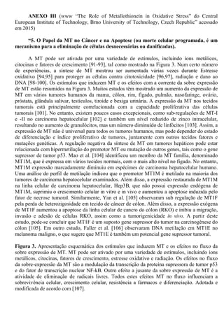 ANEXO III (www “The Role of Metallothionein in Oxidative Stress” do Central
European Institute of Technology, Brno University of Technology, Czech Republic” acessado
em 2015)
“5. O Papel da MT no Câncer e na Apoptose (ou morte celular programada, é um
mecanismo para a eliminação de células desnecessárias ou danificadas).
A MT pode ser ativada por uma variedade de estímulos, incluindo íons metálicos,
citocinas e fatores de crescimento [91-93], tal como mostrado na Figura 3. Num certo número
de experiências, a síntese de MT mostrou ser aumentada várias vezes durante Estresse
oxidativo [94,95] para proteger as células contra citotoxicidade [96,97], radiação e dano ao
DNA [98-100]. Os estímulos que induzem MT e os efeitos com a corrente da sobre expressão
de MT estão resumidos na Figura 3. Muitos estudos têm mostrado um aumento da expressão de
MT em vários tumores humanos da mama, cólon, rim, fígado, pulmão, nasofaringe, ovário,
próstata, glândula salivar, testículos, tiroide e bexiga urinária. A expressão da MT nos tecidos
tumorais está principalmente correlacionada com a capacidade proliferativa das células
tumorais [101]. No entanto, existem poucos casos excepcionais, como sub-regulações de MT-I
e -II no carcinoma hepatocelular [102] e também um nível reduzido de zinco intracelular,
resultando no aumento de granulócitos, mas um número diminuído de linfócitos [103]. Assim, a
expressão de MT não é universal para todos os tumores humanos, mas pode depender do estado
de diferenciação e índice proliferativo de tumores, juntamente com outros tecidos fatores e
mutações genéticas. A regulação negativa da síntese de MT em tumores hepáticos pode estar
relacionada com hipermetilação do promotor MT ou mutação de outros genes, tais como o gene
supressor de tumor p53. Mao et al. [104] identificou um membro da MT família, denominado
MT1M, que é expressa em vários tecidos normais, com o mais alto nível no fígado. No entanto,
MT1M expressão marcadamente diminuiu em espécimes de carcinoma hepatocelular humano.
Uma análise do perfil de metilação indicou que o promotor MT1M é metilado na maioria dos
tumores de carcinoma hepatocelular examinados. Além disso, a expressão restaurada de MT1M
na linha celular de carcinoma hepatocelular, Hep3B, que não possui expressão endógena de
MT1M, suprimiu o crescimento celular in vitro e in vivo e aumentou a apoptose induzida pelo
fator de necrose tumoral. Similarmente, Yan et al. [105] observaram sub regulação de MT1F
pela perda de heterozigosidade em tecido de câncer de cólon. Além disso, a expressão exógena
de MT1F aumentou a apoptose da linha celular de cancro do cólon (RKO) e inibiu a migração,
invasão e adesão de células RKO, assim como a tumorigenicidade in vivo. A partir deste
estudo, pode-se concluir que MT1F é um suposto gene supressor do tumor na carcinogênese do
cólon [105]. Em outro estudo, Faller et al. [106] observaram DNA metilação em MT1E no
melanoma maligno, o que sugere que MT1E é também um potencial gene supressor tumoral.
Figura 3. Apresentação esquemática dos estímulos que induzem MT e os efeitos no fluxo da
sobre expressão de MT. MT pode ser ativado por uma variedade de estímulos, incluindo íons
metálicos, citocinas, fatores de crescimento, estresse oxidativo e radiação. Os efeitos no fluxo
da sobre-expressão da MT são a modulação da transcrição da proteína supressora de tumor p53
e do fator de transcrição nuclear NF-kB. Outro efeito a jusante da sobre expressão de MT é a
atividade de eliminação de radicais livres. Todos estes efeitos MT no fluxo influenciam a
sobrevivência celular, crescimento celular, resistência a fármacos e diferenciação. Adotada e
modificada de acordo com [107].
 
