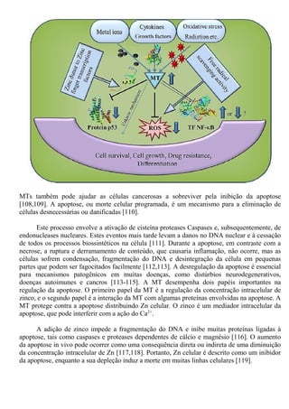 MTs também pode ajudar as células cancerosas a sobreviver pela inibição da apoptose
[108,109]. A apoptose, ou morte celular programada, é um mecanismo para a eliminação de
células desnecessárias ou danificadas [110].
Este processo envolve a ativação de cisteína proteases Caspases e, subsequentemente, de
endonucleases nucleares. Estes eventos mais tarde levam a danos no DNA nuclear e à cessação
de todos os processos biossintéticos na célula [111]. Durante a apoptose, em contraste com a
necrose, a ruptura e derramamento de conteúdo, que causaria inflamação, não ocorre, mas as
células sofrem condensação, fragmentação do DNA e desintegração da célula em pequenas
partes que podem ser fagocitados facilmente [112,113]. A desregulação da apoptose é essencial
para mecanismos patogênicos em muitas doenças, como distúrbios neurodegenerativos,
doenças autoimunes e cancros [113-115]. A MT desempenha dois papéis importantes na
regulação da apoptose. O primeiro papel da MT é a regulação da concentração intracelular de
zinco, e o segundo papel é a interação da MT com algumas proteínas envolvidas na apoptose. A
MT protege contra a apoptose distribuindo Zn celular. O zinco é um mediador intracelular da
apoptose, que pode interferir com a ação do Ca2+
.
A adição de zinco impede a fragmentação do DNA e inibe muitas proteínas ligadas à
apoptose, tais como caspases e proteases dependentes de cálcio e magnésio [116]. O aumento
da apoptose in vivo pode ocorrer como uma consequência direta ou indireta de uma diminuição
da concentração intracelular de Zn [117,118]. Portanto, Zn celular é descrito como um inibidor
da apoptose, enquanto a sua depleção induz a morte em muitas linhas celulares [119].
 