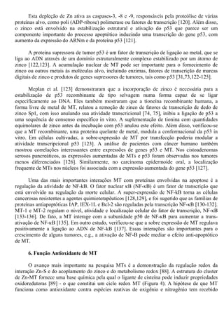 Esta depleção de Zn ativa as caspases-3, -8 e -9, responsáveis pela proteólise de várias
proteínas alvo, como poli (ADP-ribose) polimerase ou fatores de transcrição [120]. Além disso,
o zinco está envolvido na estabilização estrutural e ativação do p53 que parece ser um
componente importante do processo apoptótico induzindo uma transcrição do gene p53, com
aumento da expressão do ARNm e da proteína p53 [121].
A proteína supressora de tumor p53 é um fator de transcrição de ligação ao metal, que se
liga ao ADN através de um domínio estruturalmente complexo estabilizado por um átomo de
zinco [122,123]. A acumulação nuclear de MT pode ser importante para o fornecimento de
zinco ou outros metais às moléculas alvo, incluindo enzimas, fatores de transcrição de marcas
digitais de zinco e produtos de genes supressores de tumores, tais como p53 [31,73,122-125].
Meplan et al. [123] demonstraram que a incorporação de zinco é necessária para a
estabilização de p53 recombinante de tipo selvagem numa forma capaz de se ligar
especificamente ao DNA. Eles também mostraram que a tioneína recombinante humana, a
forma livre de metal de MT, relatou a remoção de zinco de fatores de transcrição de dedo de
zinco Sp1, com isso anulando sua atividade transcricional [74, 75], inibiu a ligação de p53 a
uma sequência de consenso específico in vitro. A suplementação de tionina com quantidades
equimolares de zinco antes da incubação com p53 anulou este efeito. Além disso, verificou-se
que a MT recombinante, uma proteína quelante de metal, modula a conformacional da p53 in
vitro. Em células cultivadas, a sobre-expressão de MT por transfecção poderia modular a
atividade transcripcional p53 [123]. A análise de pacientes com câncer humano também
mostrou correlações interessantes entre expressões de genes p53 e MT. Nos cistoadenomas
serosos pancreáticos, as expressões aumentadas de MTs e p53 foram observadas nos tumores
menos diferenciados [126]. Similarmente, no carcinoma epidermoide oral, a localização
frequente de MTs nos núcleos foi associada com a expressão aumentada do gene p53 [127].
Uma das mais importantes interações MT com proteínas envolvidas na apoptose é a
regulação da atividade de NF-kB. O fator nuclear κB (NF-κB) é um fator de transcrição que
está envolvido na regulação da morte celular. A super-expressão de NF-kB torna as células
cancerosas resistentes a agentes quimioterapêuticos [128,129], e foi sugerido que as famílias de
proteínas antiapoptóticas IAP, IEX-1L e Bcl-2 são reguladas pela transcrição NF-κB [130-132].
MT-1 e MT-2 regulam o nível, atividade e localização celular do fator de transcrição, NF-κB
[133-136]. De fato, a MT interage com a subunidade p50 de NF-κB para aumentar a trans-
ativação de NF-κB [135]. Em outro estudo, verificou-se que a sobre expressão de MT regulava
positivamente a ligação ao ADN de NF-kB [137]. Essas interações são importantes para o
crescimento de alguns tumores, e.g., a ativação de NF-B pode mediar o efeito anti-apoptótico
de MT.
6. Função Antioxidante de MT
O avanço mais importante na pesquisa MTs é a demonstração da regulação redox da
interação Zn-S e do acoplamento do zinco e do metabolismo redox [88]. A estrutura do cluster
de Zn-MT fornece uma base química pela qual o ligante de cisteína pode induzir propriedades
oxidoredutoras [89] - o que constitui um ciclo redox MT (Figura 4). A hipótese de que MT
funciona como antioxidante contra espécies reativas de oxigênio e nitrogênio tem recebido
 