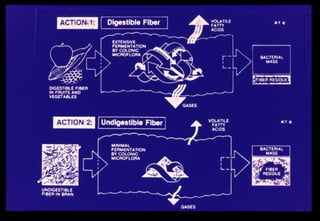 Comprehensive Overview of Dietary Fiber and Functional Carbohydrates in ...