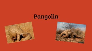 Pangolin
 