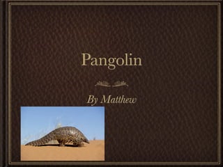 Pangolin

By Matthew
 