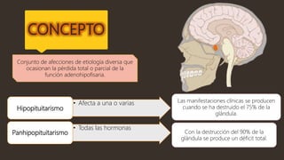 CONCEPTO
Conjunto de afecciones de etiología diversa que
ocasionan la pérdida total o parcial de la
función adenohipofisaria.
• Afecta a una o varias
Hipopituitarismo
• Todas las hormonas
Panhipopituitarismo
Las manifestaciones clínicas se producen
cuando se ha destruido el 75% de la
glándula.
Con la destrucción del 90% de la
glándula se produce un déficit total.
 