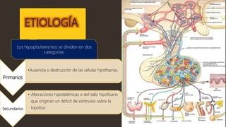 ETIOLOGÍA
Primarios
•Ausencia o destrucción de las células hipofisarias.
Secundarios
• Alteraciones hipotalámicas o del tallo hipofisario
que originan un déficit de estímulos sobre la
hipófisis
Los hipopituitarismos se dividen en dos
categorías:
 