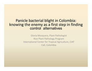 Panicle bacterial blight in Colombia: 
                        g
knowing the enemy as a first step in finding 
              control alternatives
               Gloria Mosquera, Plant Pathologist
                  Rice Plant Pathology Program
                                     gy    g
        International Center for Tropical Agriculture, CIAT
                          Cali, Colombia
 