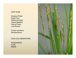 Panicle bacterial blight_colombia