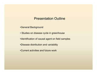 Panicle bacterial blight_colombia