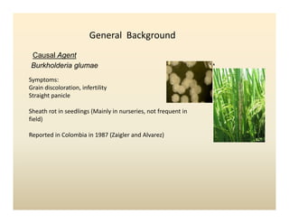 Panicle bacterial blight_colombia