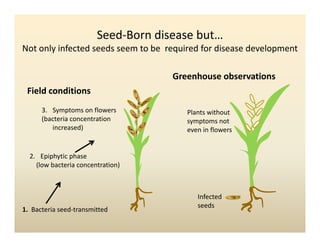 Panicle bacterial blight_colombia