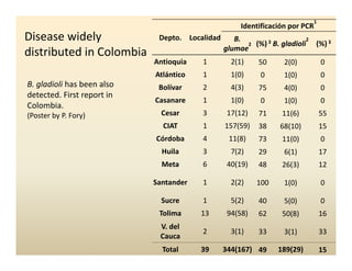 Panicle bacterial blight_colombia