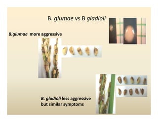 Panicle bacterial blight_colombia