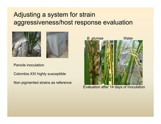 Panicle bacterial blight_colombia