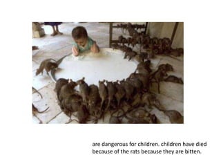 are dangerous for children. children have died because of the rats because they are bitten.