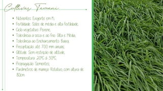 Cultivar Tamani
• Nutrientes: Exigente em K;
• Fertilidade: Solos de média e alta fertilidade;
• Ciclo vegetativo: Perene;
• Tolerância a seca e ao frio: Alta e Média;
• Tolerância ao Encharcamento: Baixa;
• Precipitação: até 700 mm anuais;
• Altitude: Sem restrição de altitude;
• Temperatura: 20°C á 30°C;
• Propagação: Sementes;
• Parâmetros de manejo: Rotativo, com altura de
80cm
 